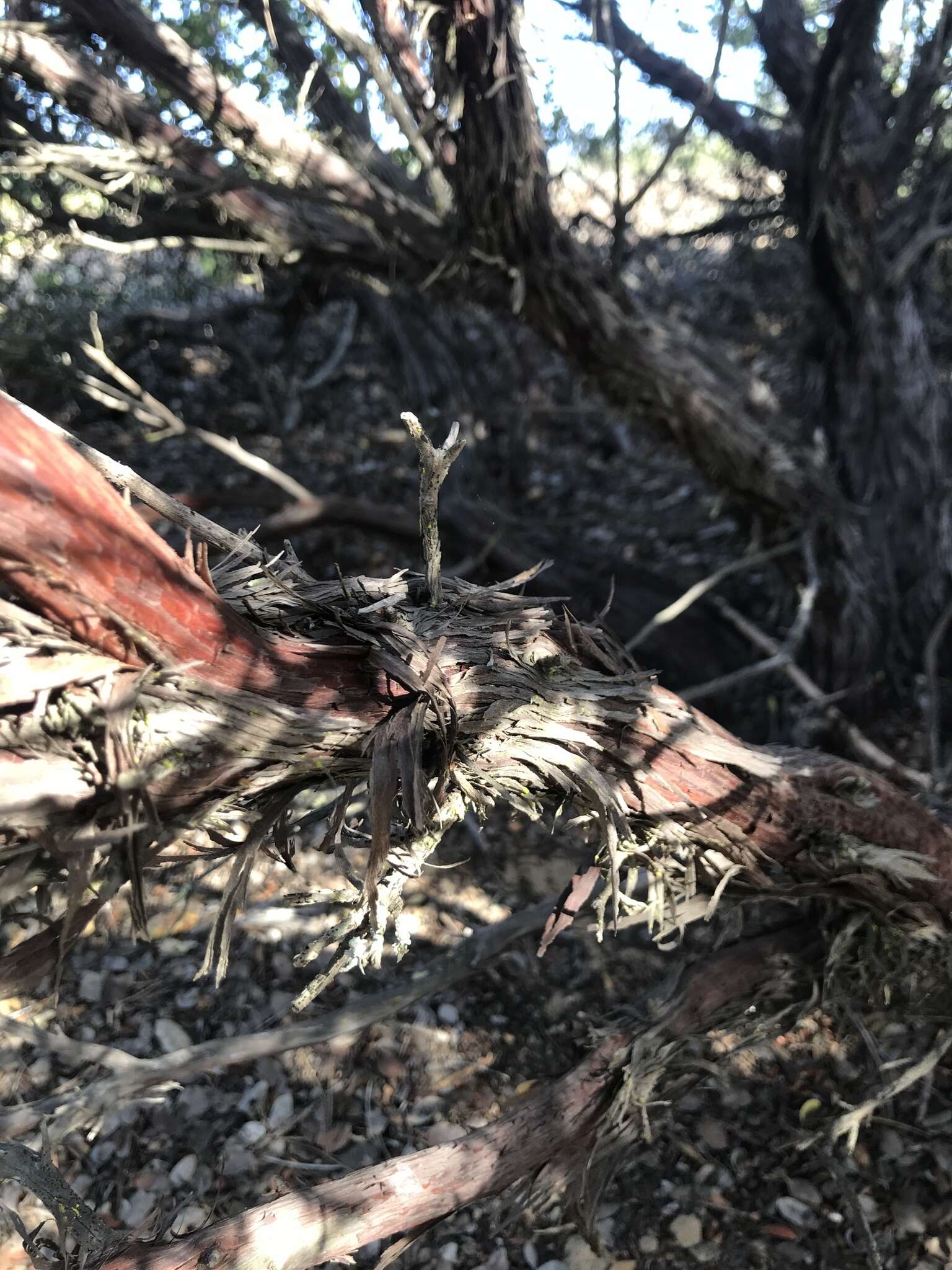 Image of shagbark manzanita