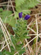 Image of Veronica benthamii Hook. fil.