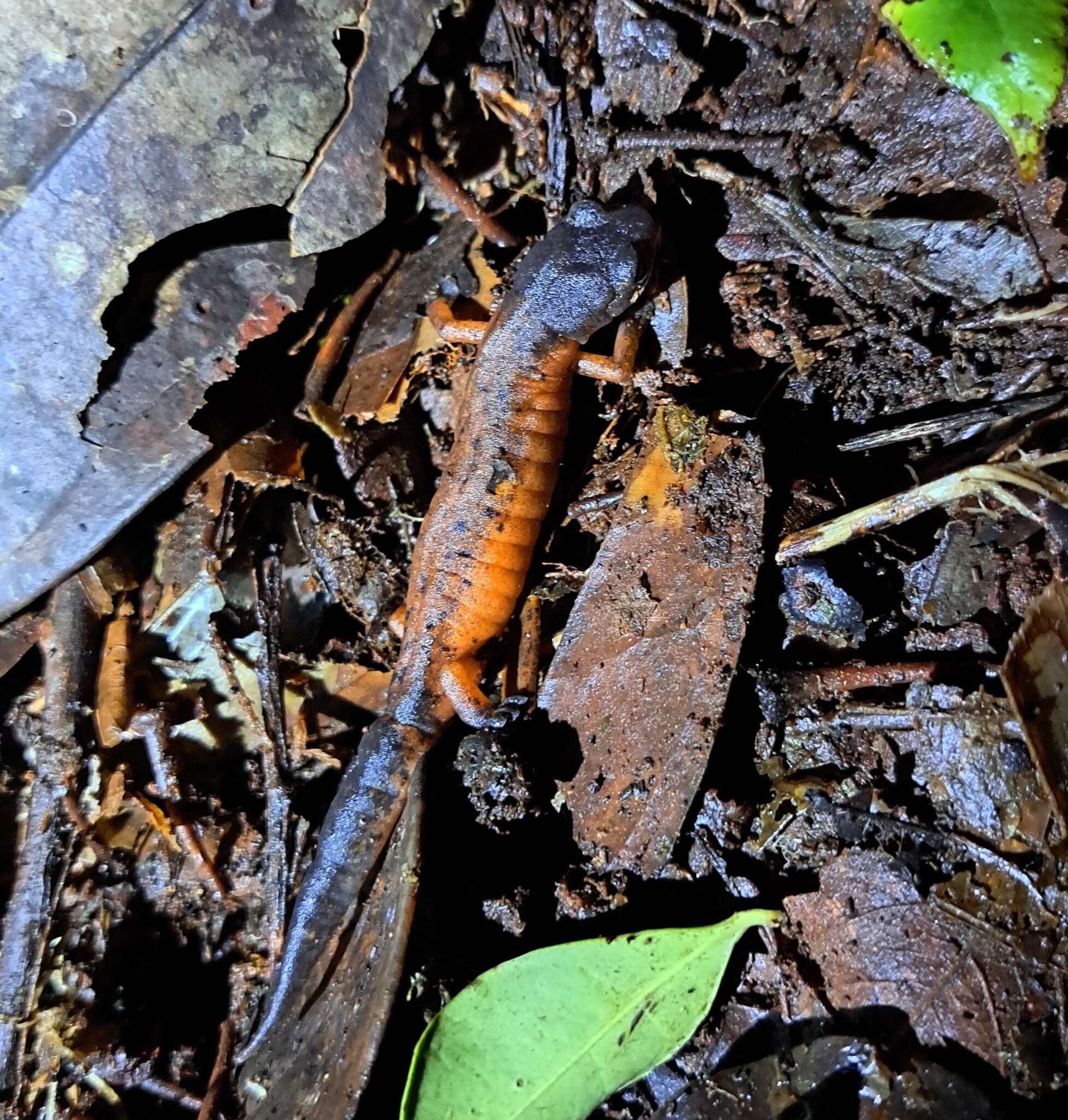 Image of Mushroomtongue salamander