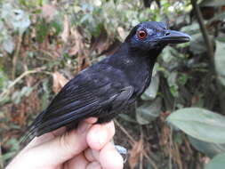 Image of Goeldi's Antbird