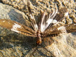 Слика од Nigronia fasciata (Walker 1853)