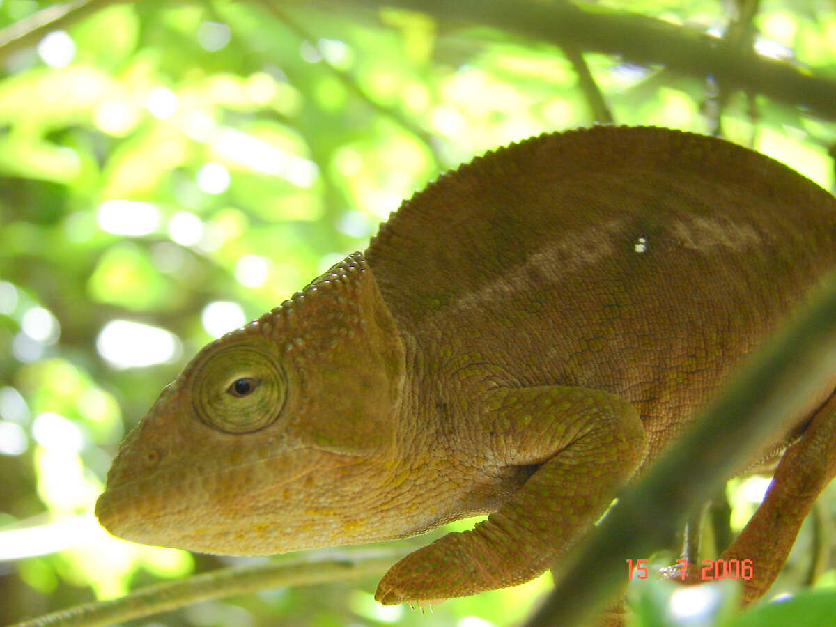 Image of Calumma ambreense (Ramanantsoa 1974)