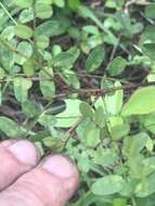 Image of clusterspike false indigo