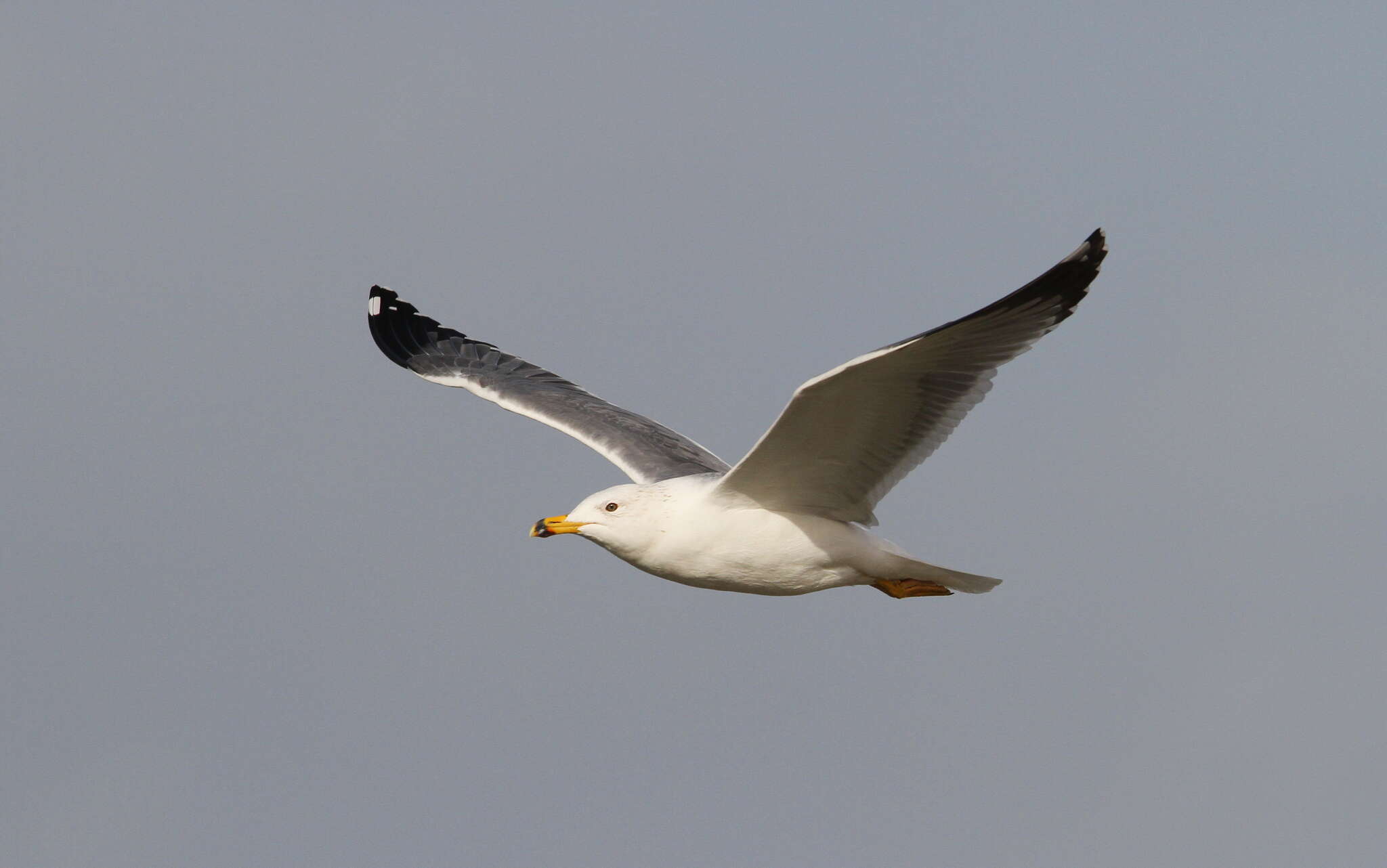 Image of Armenian Gull