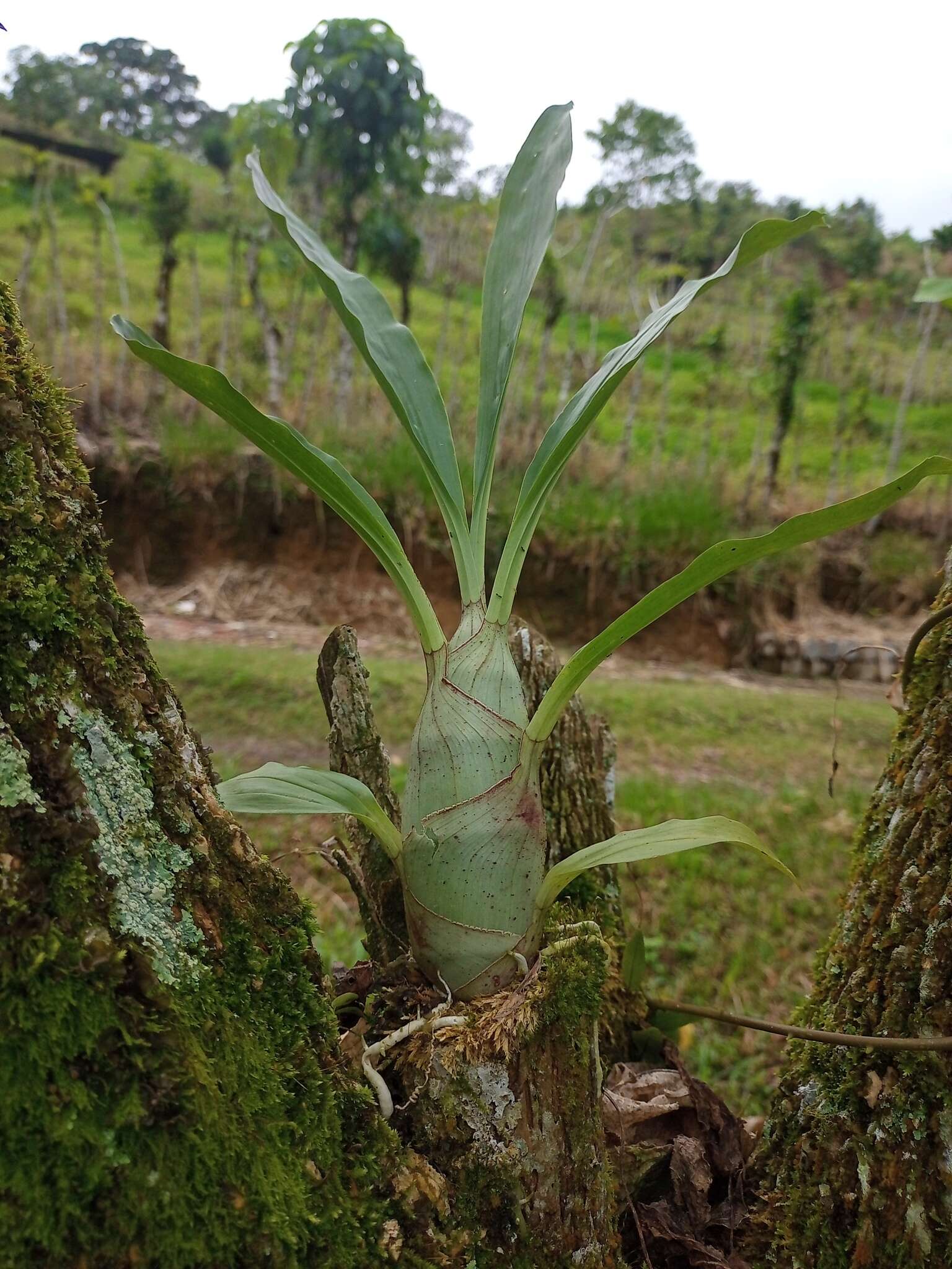 Image de Catasetum maculatum Kunth