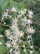 Image of Lowveld veronia