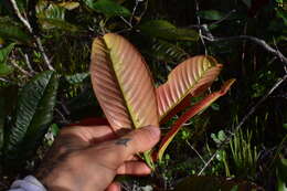 Image of Nothofagus codonandra (Baill.) Steenis