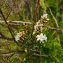 Imagem de Epacris breviflora Stapf