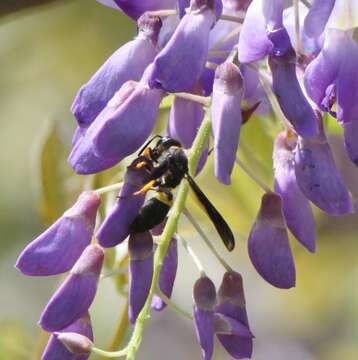 Ancistrocerus spinolae (de Saussure 1856)的圖片