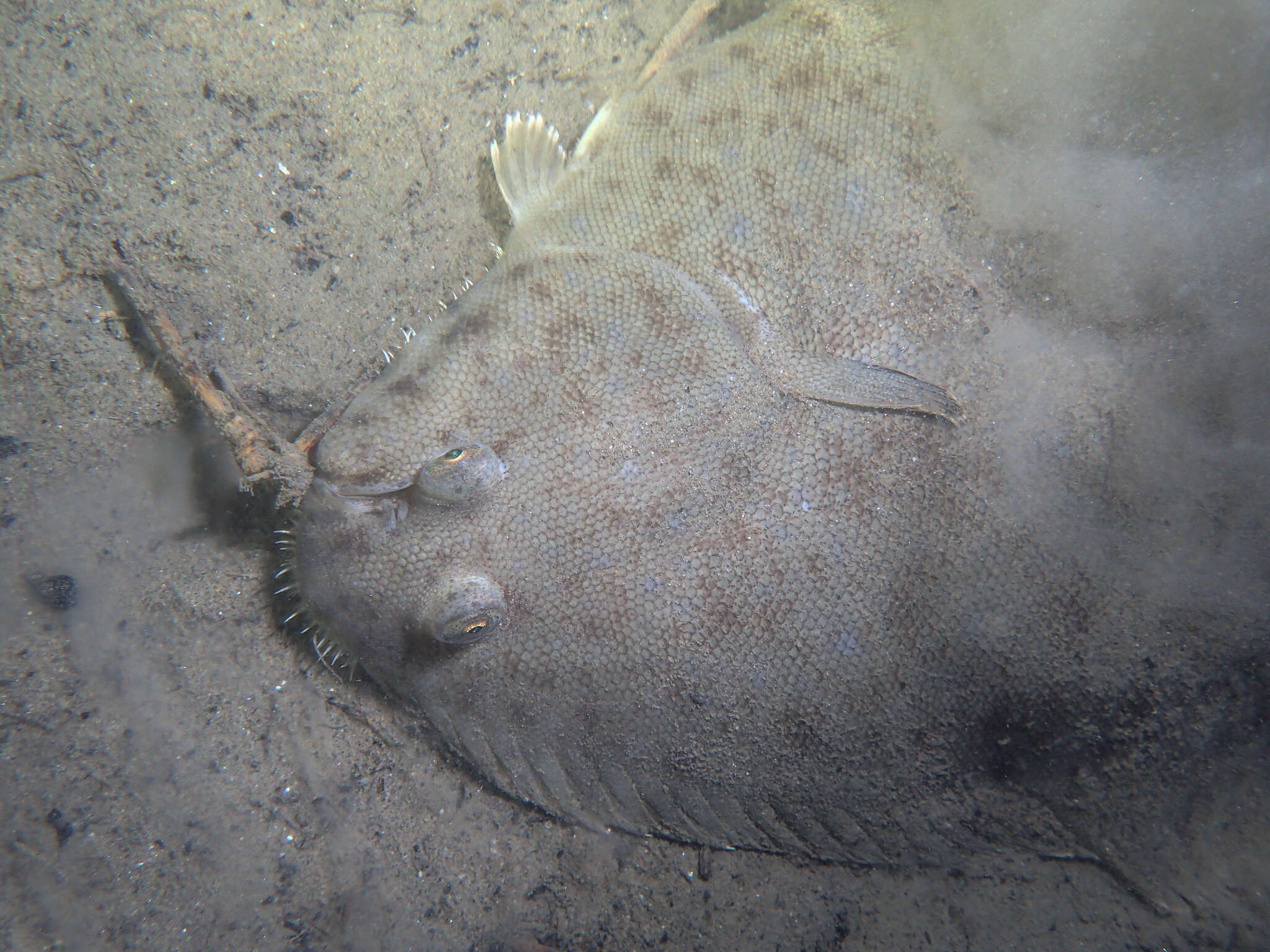 Image of Senegalese Sole