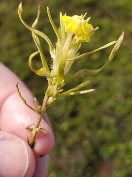 Слика од Castilleja campestris subsp. campestris