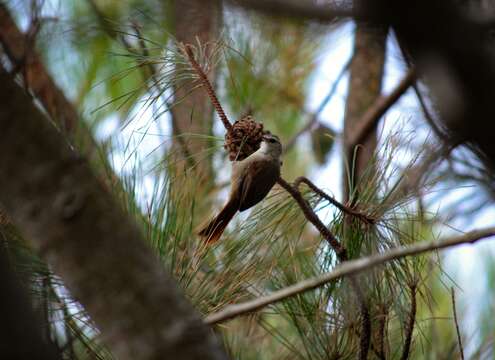 Image of Stripe-crowned Spinetail