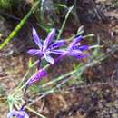 Plancia ëd Afrosolen sandersonii subsp. limpopoensis (Goldblatt & J. C. Manning) Goldblatt & J. C. Manning