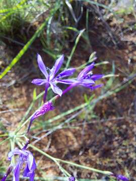 Plancia ëd Afrosolen sandersonii subsp. limpopoensis (Goldblatt & J. C. Manning) Goldblatt & J. C. Manning