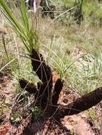 Image of Xerophyta retinervis var. retinervis