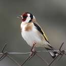 Imagem de Carduelis carduelis balcanica Sachtleben 1919