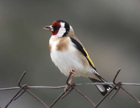 Imagem de Carduelis carduelis balcanica Sachtleben 1919