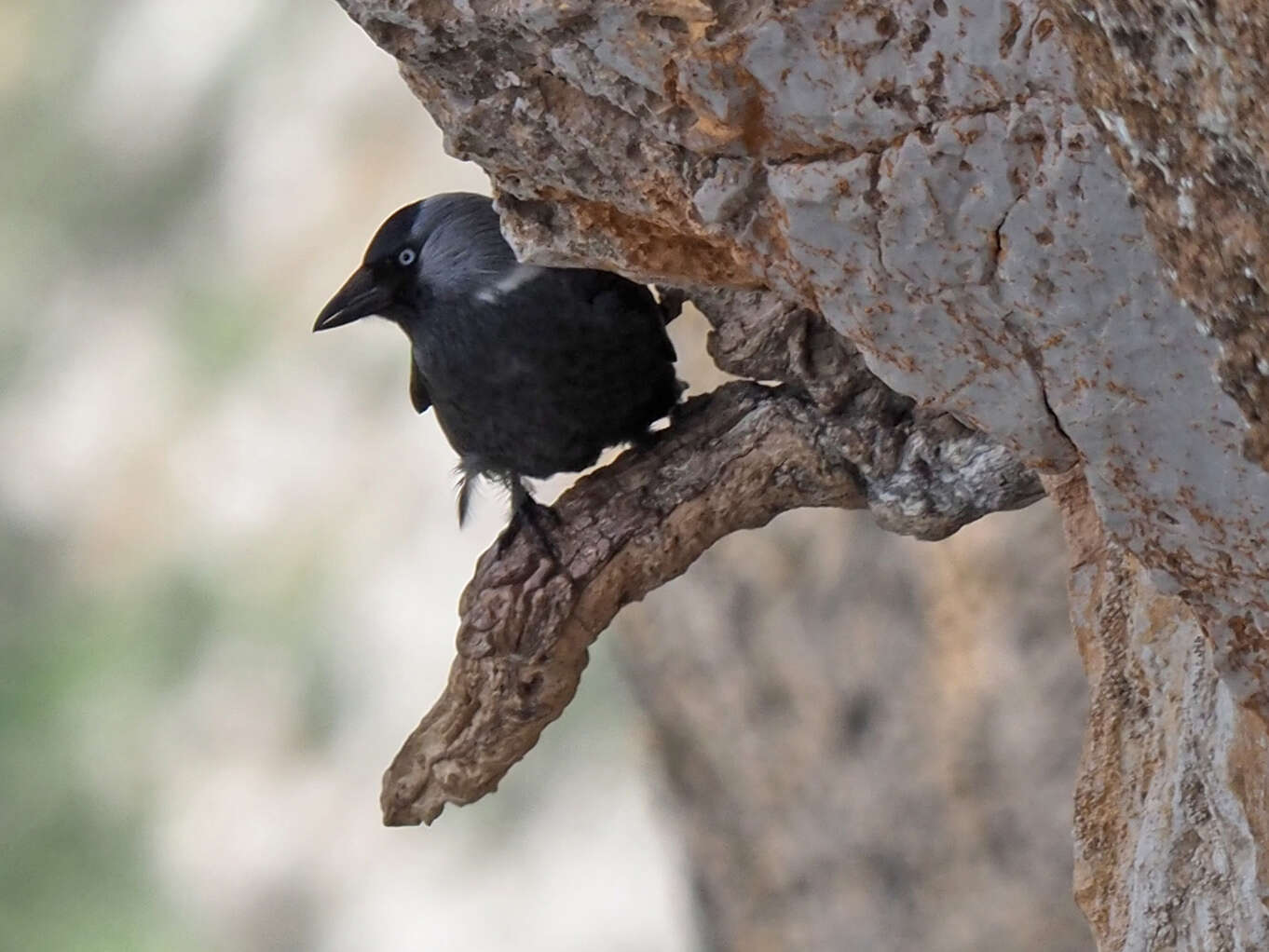 Sivun Corvus monedula soemmerringii kuva