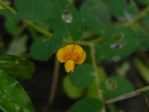 Image of Crotalaria filipes Benth.