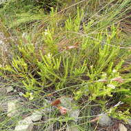 Image of Diosma oppositifolia L.