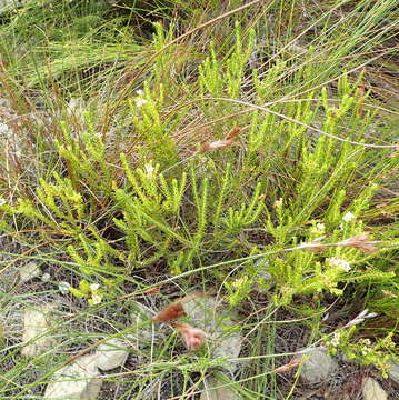 Image of Diosma oppositifolia L.