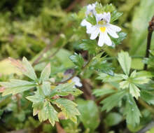 Imagem de Euphrasia officinalis L.