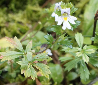 Image of Euphrasia officinalis L.