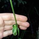 Image of Achlydosa glandulosa (Schltr.) M. A. Clem. & D. L. Jones