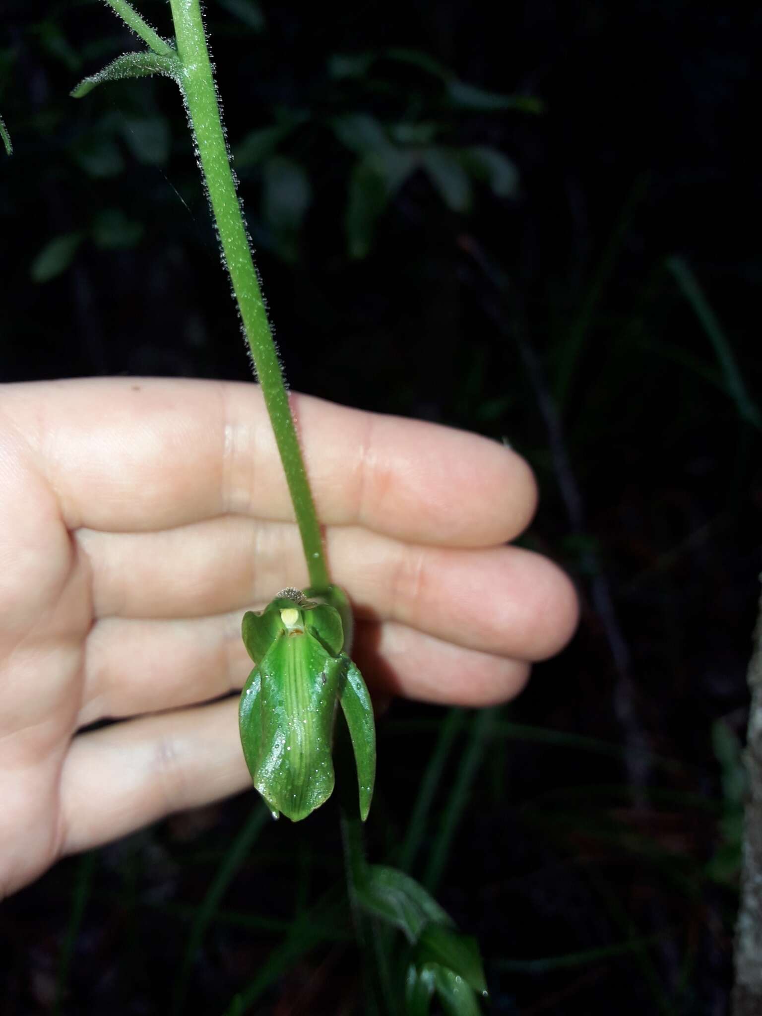 Image of Achlydosa glandulosa (Schltr.) M. A. Clem. & D. L. Jones