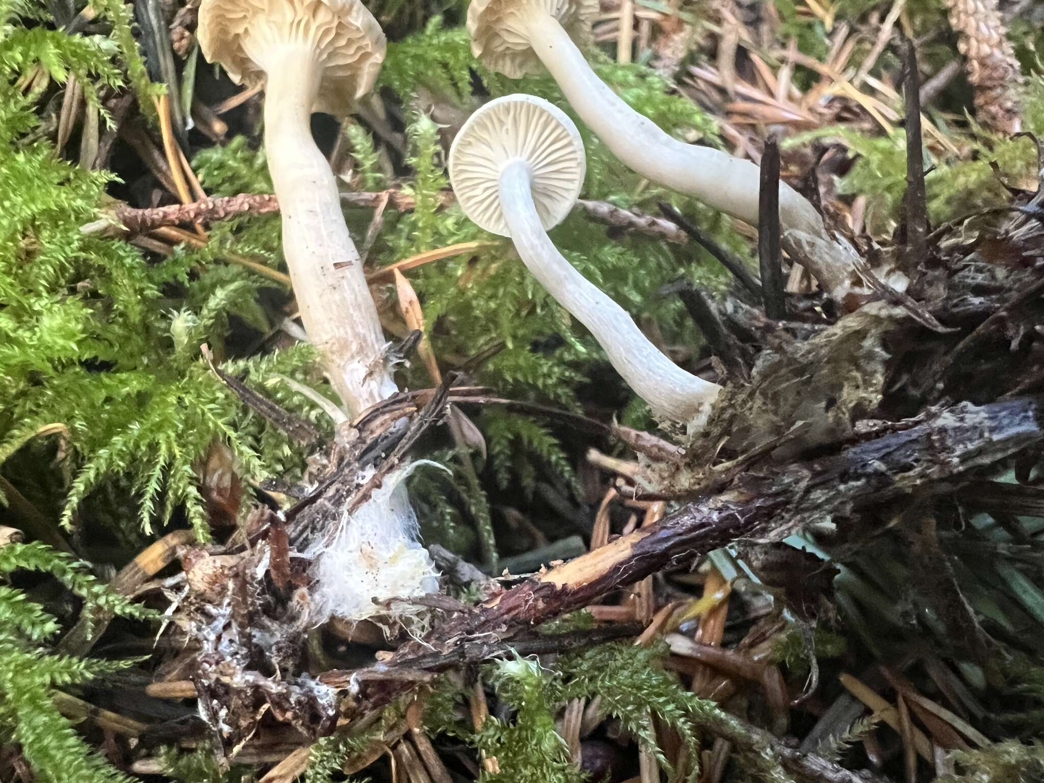 Image of Hygrophorus piceae Kühner 1949