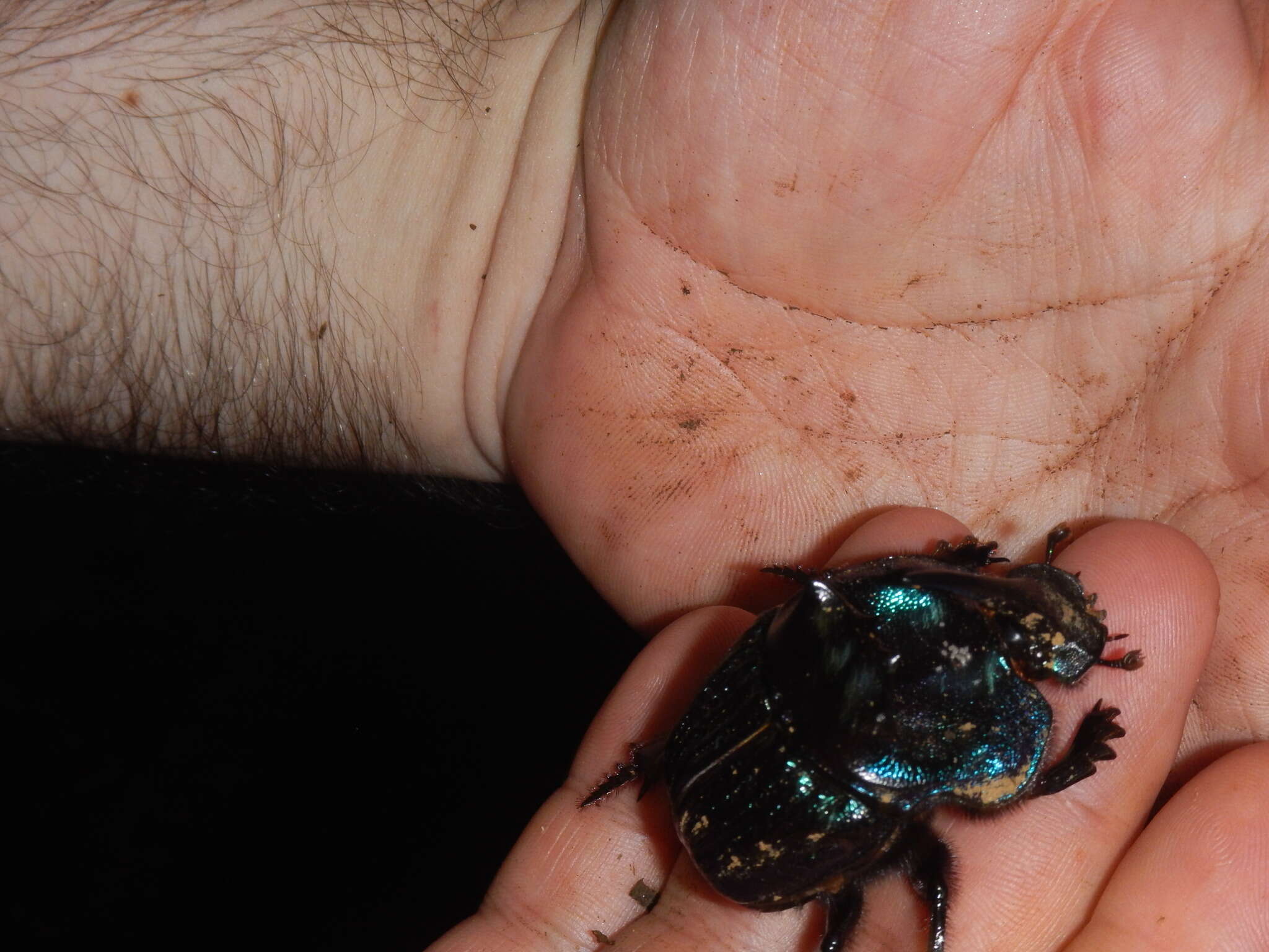 Image of Coprophanaeus (Megaphanaeus) lancifer (Linnaeus 1767)