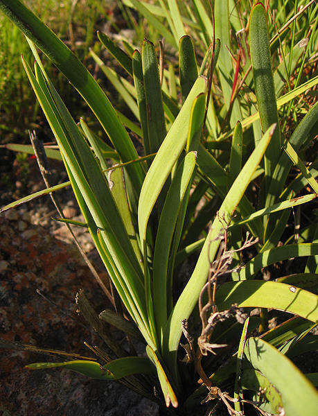 Image of <i>Corymbium <i>glabrum</i></i> var. glabrum