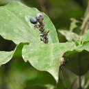 Image of Palisota ambigua (P. Beauv.) C. B. Clarke