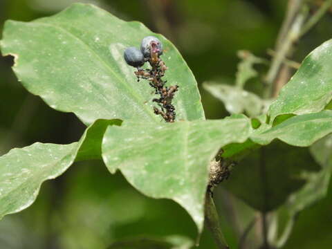 Image of Palisota ambigua (P. Beauv.) C. B. Clarke