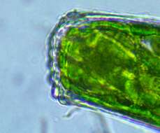 Image of Pleurotaenium coronatum (Brébisson ex Ralfs) Rabenhorst 1868