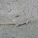 Image of Hispaniolan dune curlytail