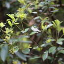 Sivun Litsea rotundifolia (Nees) Hemsl. kuva