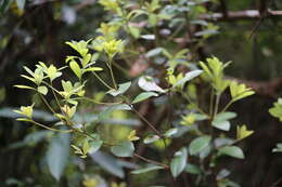 Image of Litsea rotundifolia (Nees) Hemsl.