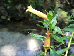 Image of Cigarette bush