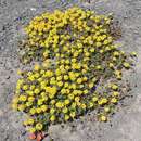 Imagem de Eriogonum umbellatum var. haussknechtii (Dammer) M. E. Jones