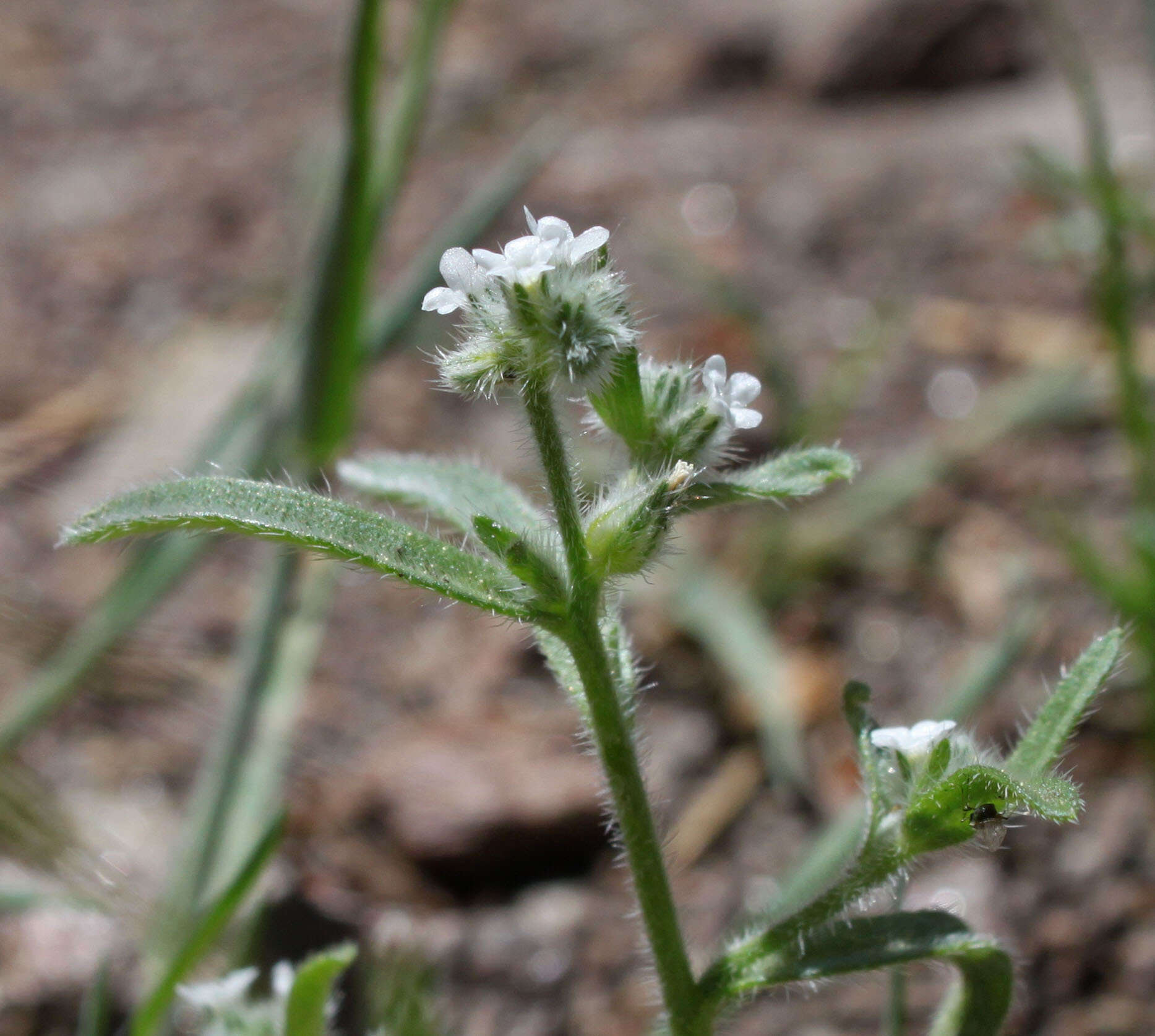 Sivun Cryptantha echinella Greene kuva