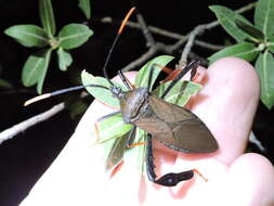 Image de Acanthocephala thomasi