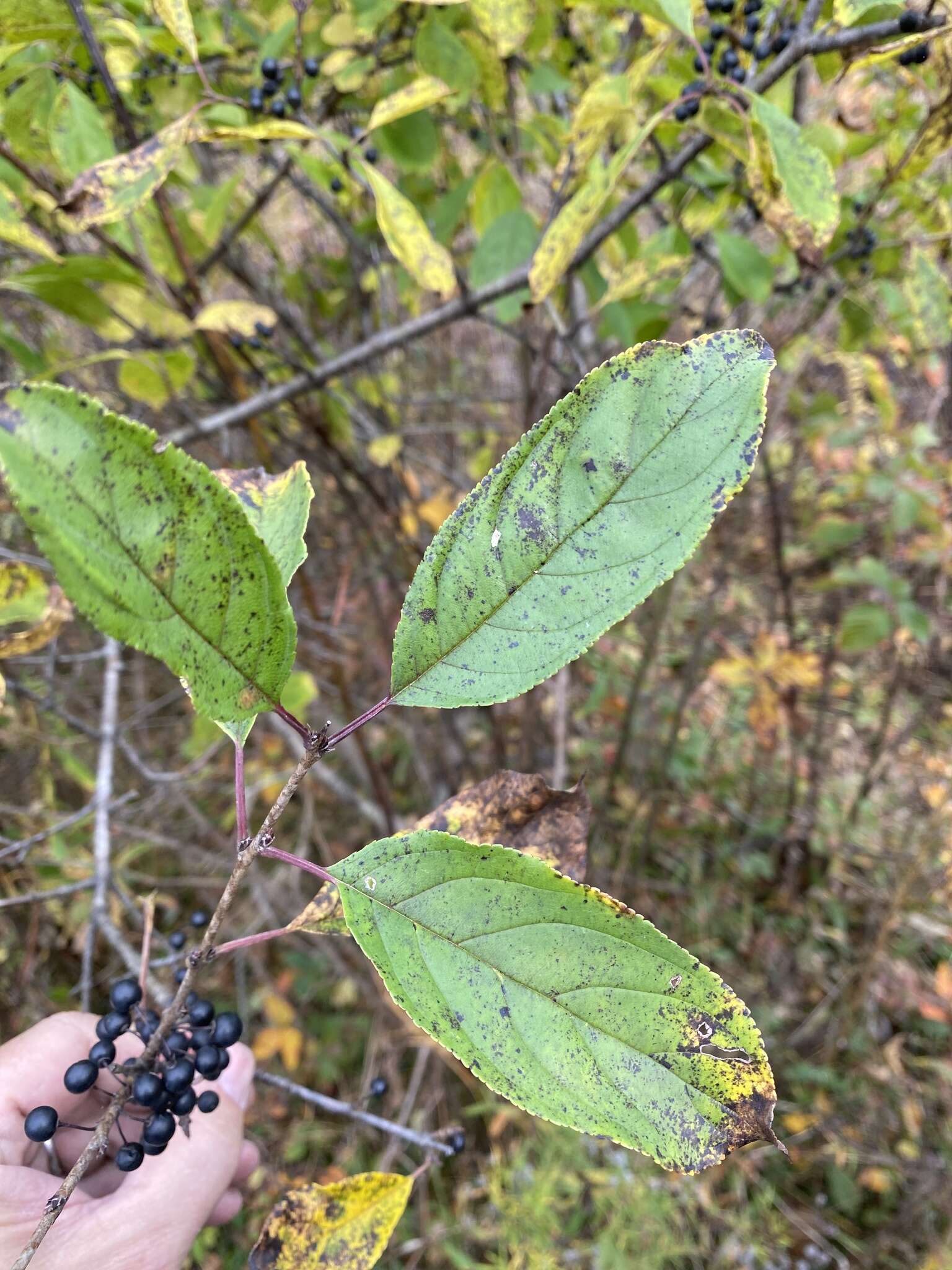 Imagem de Rhamnus utilis Decne.