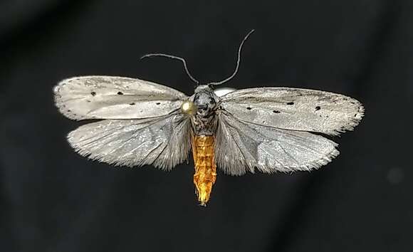 Image of Gray Ethmia