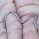 Image of Delalande's Beaked Blind Snake