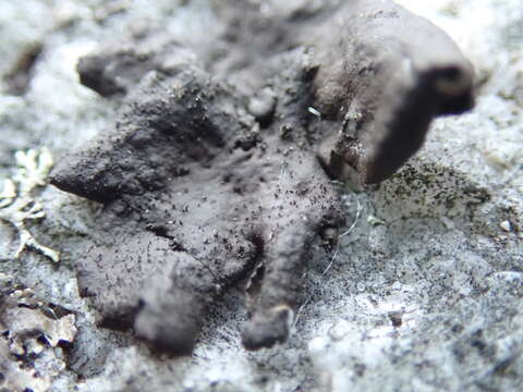 Image of Peppered rock tripe lichen