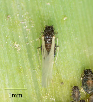 Image of Aphid