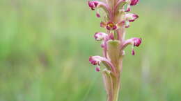 Image of Satyrium longicauda var. jacottetianum (Kraenzl.) A. V. Hall