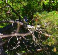 Image of Blue Jay