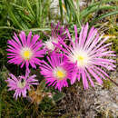 Image of Delosperma carolinense N. E. Br.